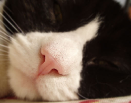 Cozy Cat