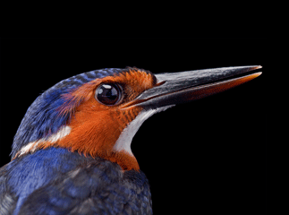 Kingfisher of Africa