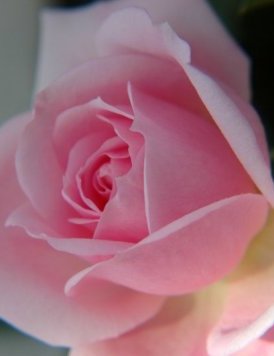 Pink Tea Rose